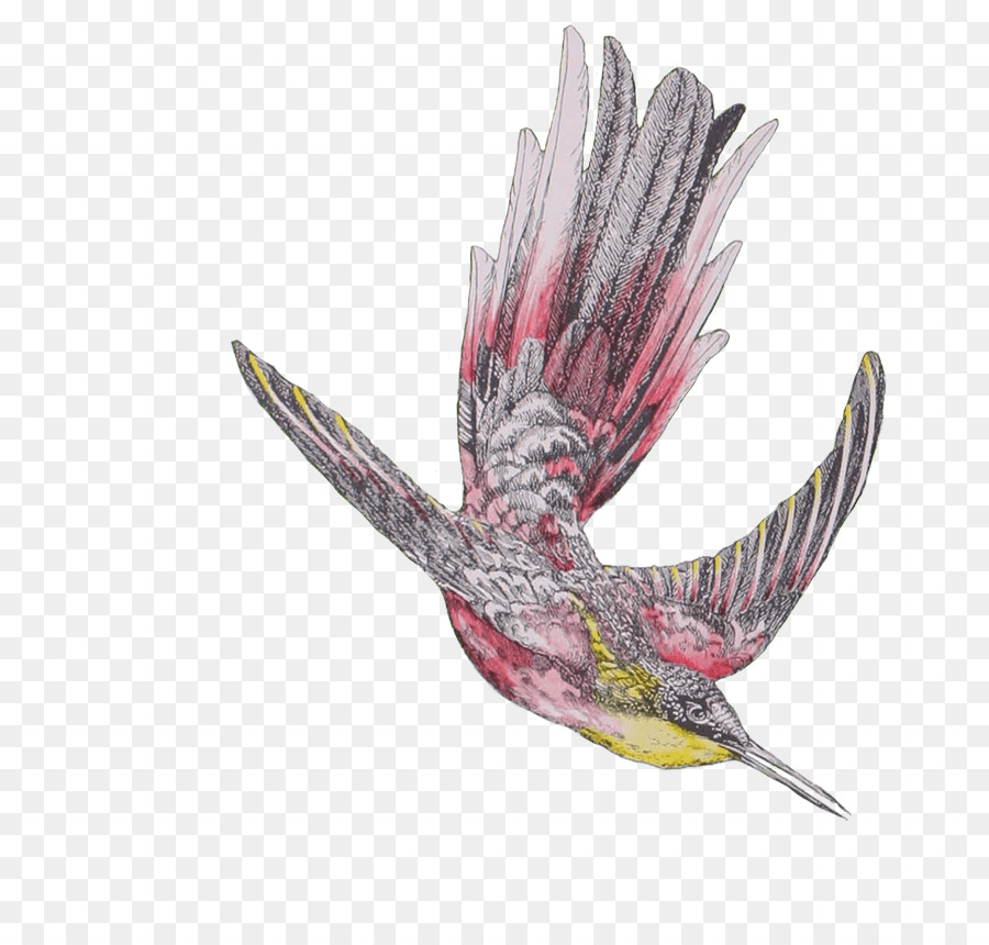 Oiseau Volant，Ailes PNG