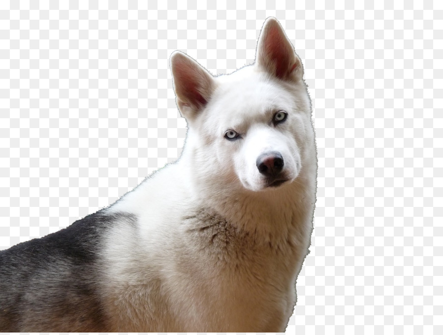 Rauque，Chien PNG