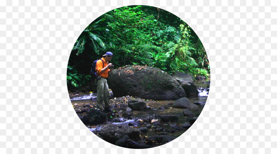 Les Ressources En Eau，Forêt Tropicale PNG