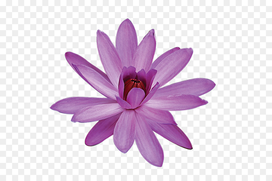 Lotus Rose，Floraison PNG