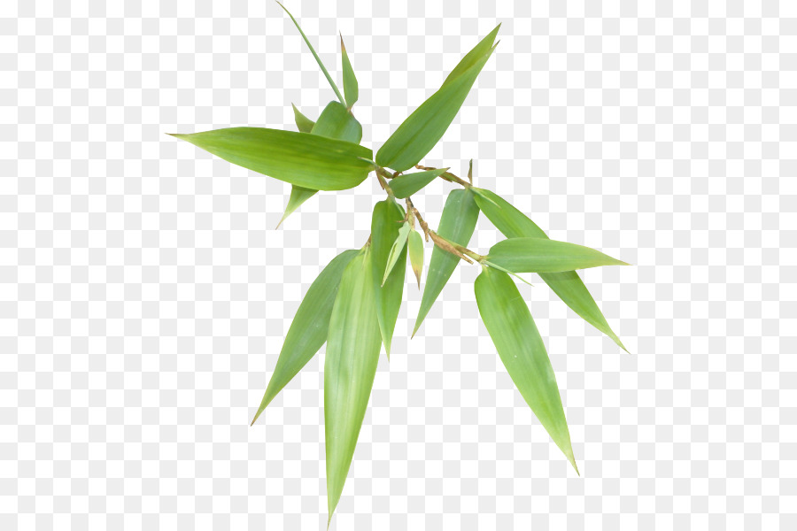 Plante Verte，Feuille PNG