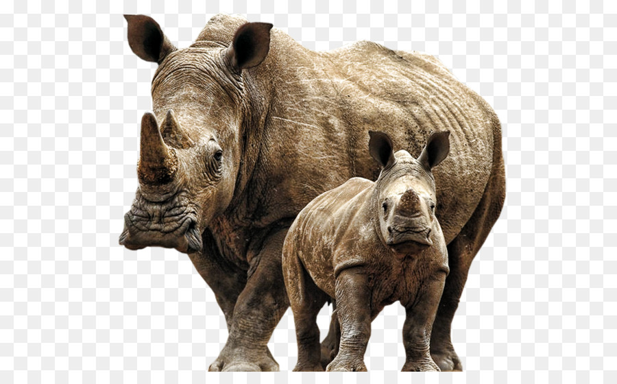 Rhinocéros，Rhinocéros Blanc PNG