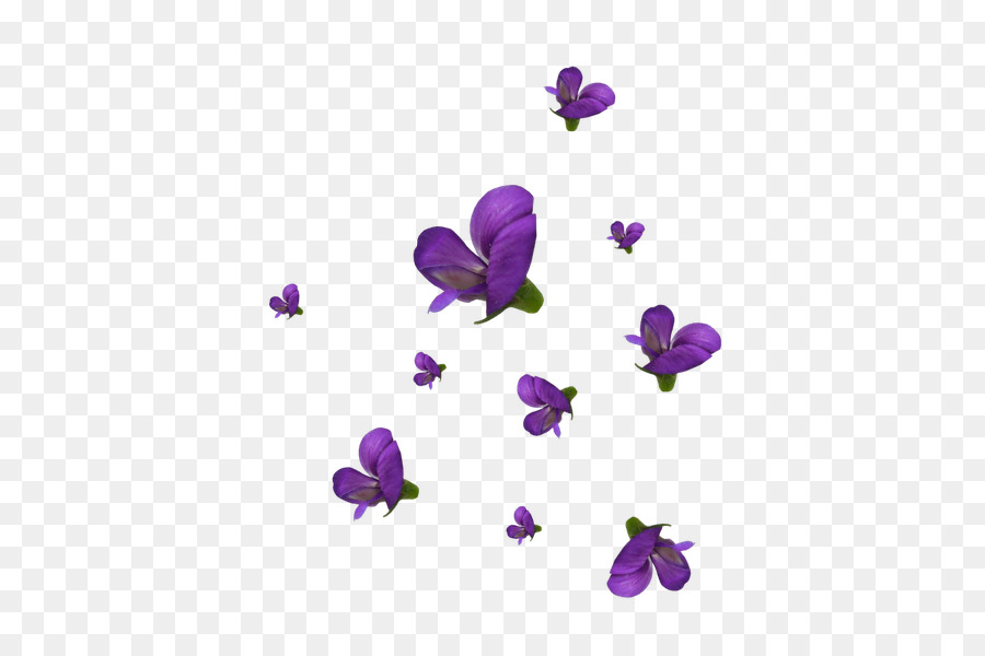 Violet，Les Fleurs Coupées PNG