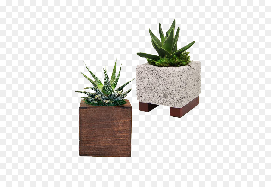 Agave，Flowerpot PNG