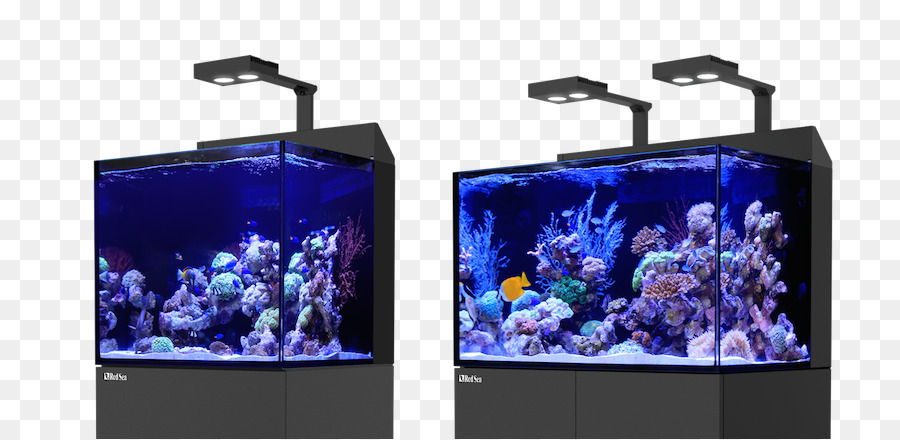 De La Mer Rouge，Aquarium Récifal PNG