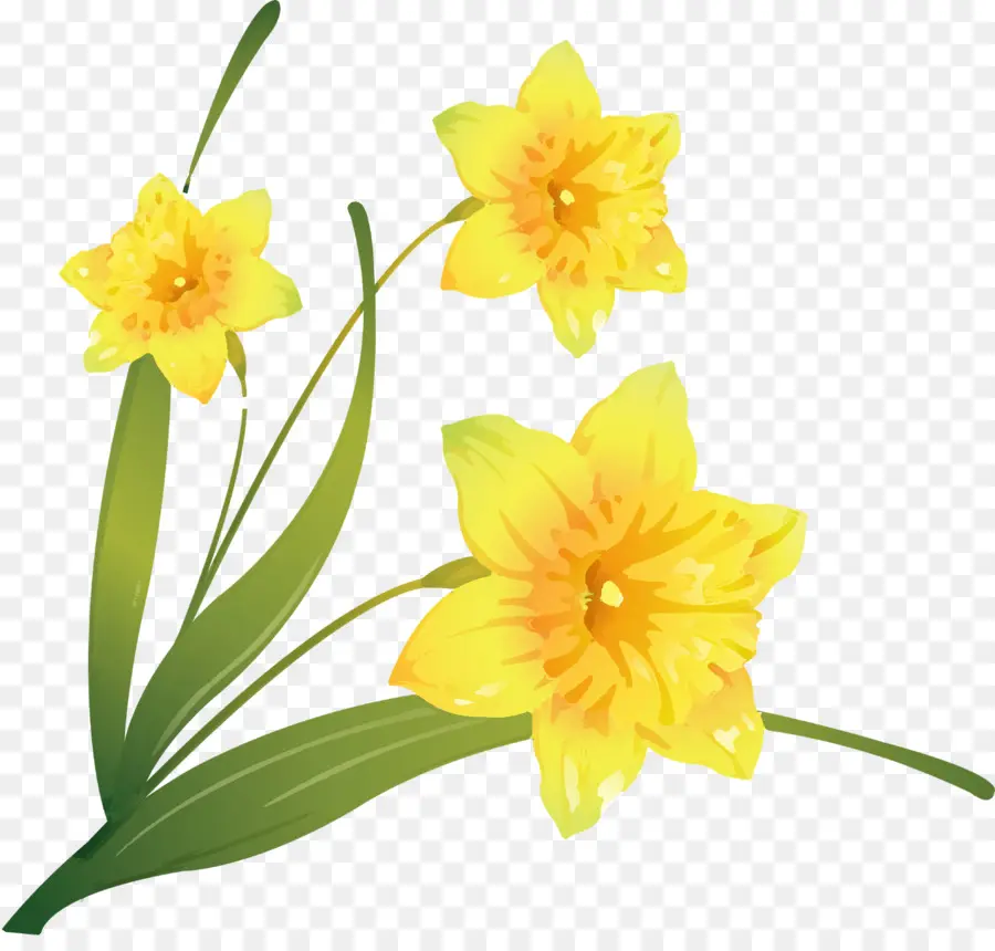 Jonquilles Jaunes，Printemps PNG