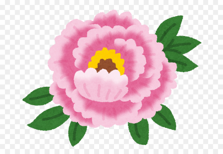 Fleur Rose，Floraison PNG