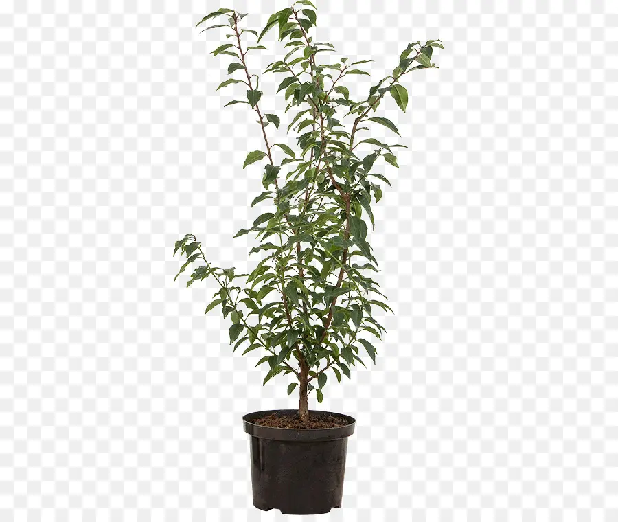 Plante En Pot，Vert PNG