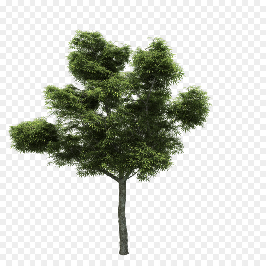 Arbre，Usine PNG