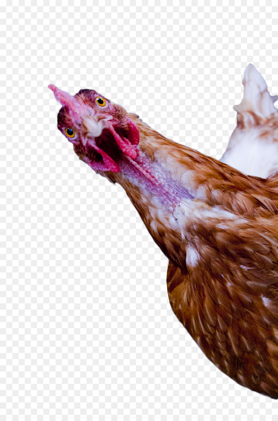 Coq， PNG