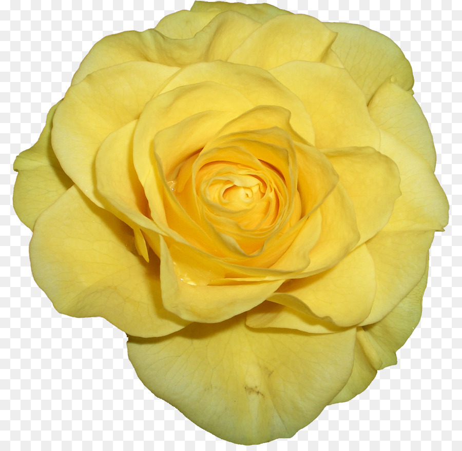 Rose Jaune，Pétales PNG