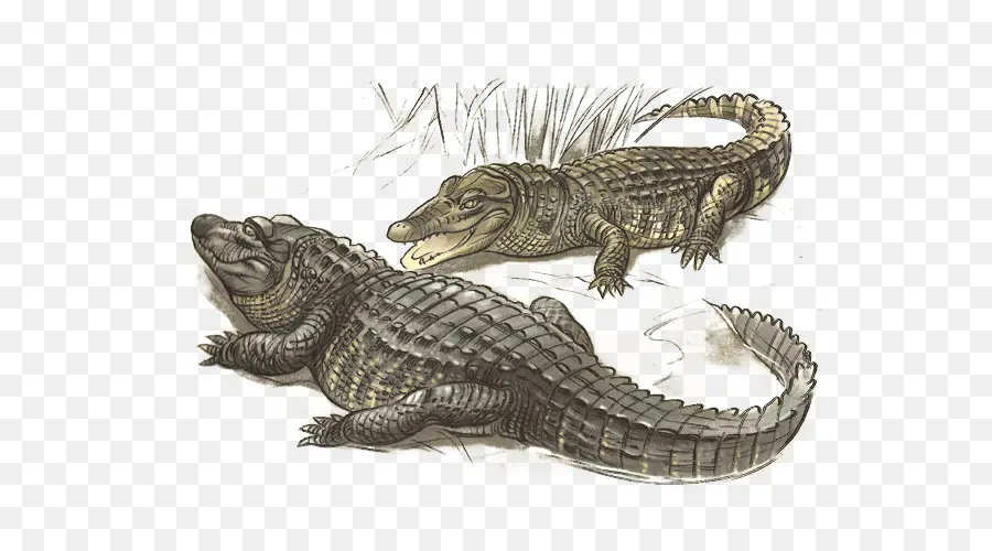 Crocodile，Vert PNG