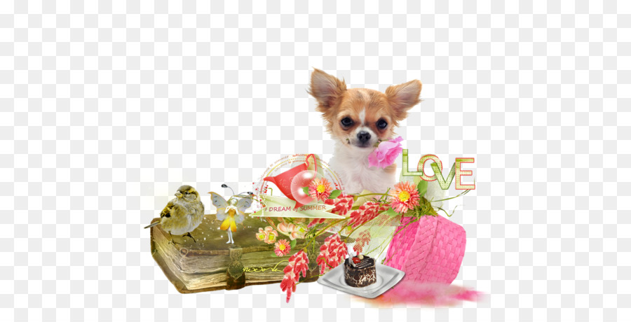 Chihuahua Chiot Le Yorkshire Terrier Png Chihuahua Chiot Le Yorkshire Terrier Transparentes Png Gratuit