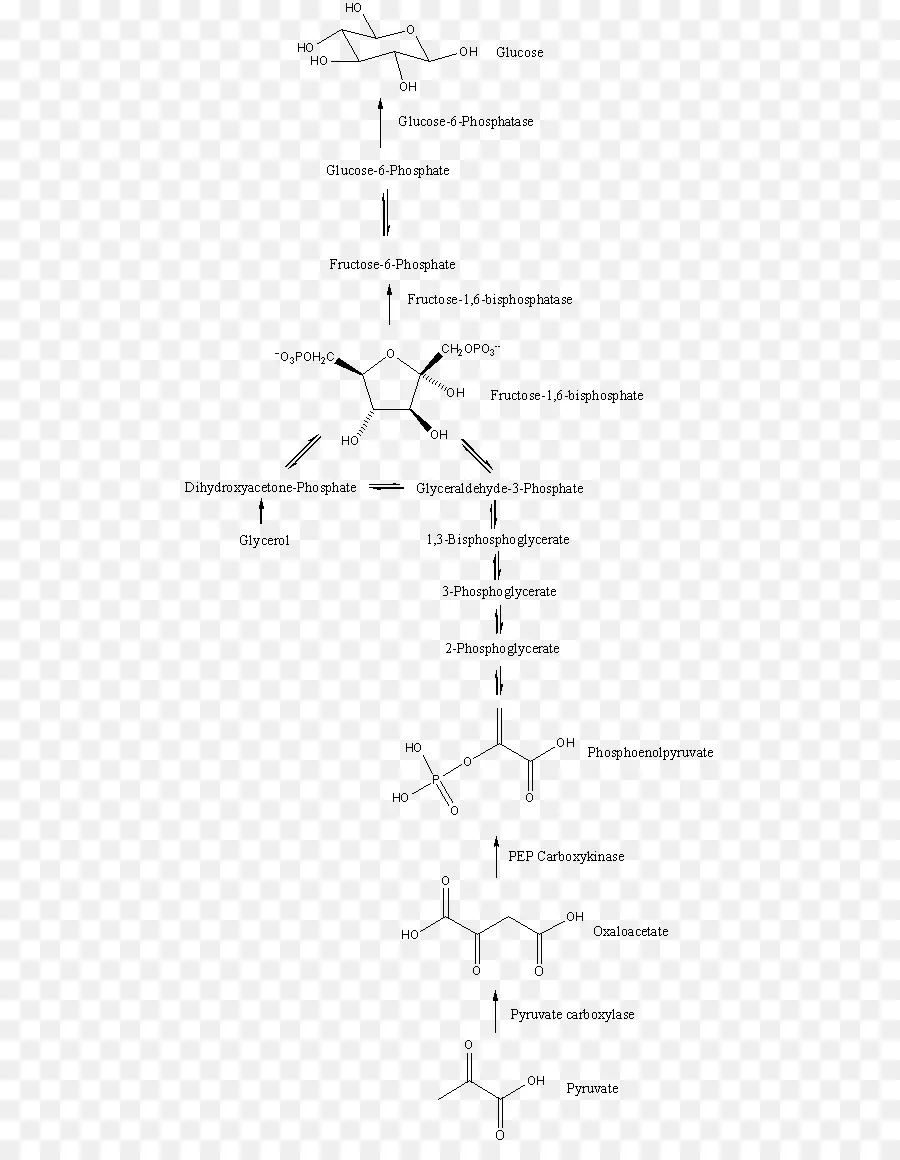 Voie De La Gluconéogenèse，Biochimie PNG