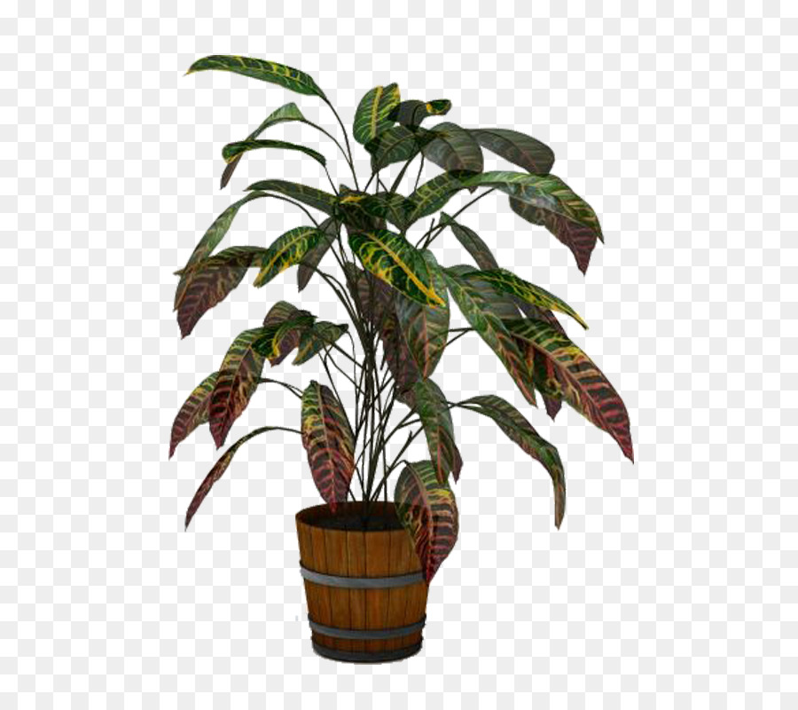 Arecaceae，Flowerpot PNG