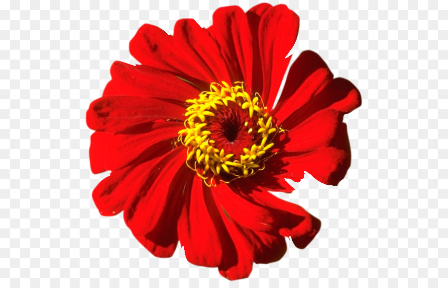 Fleur Rouge，Fleur PNG