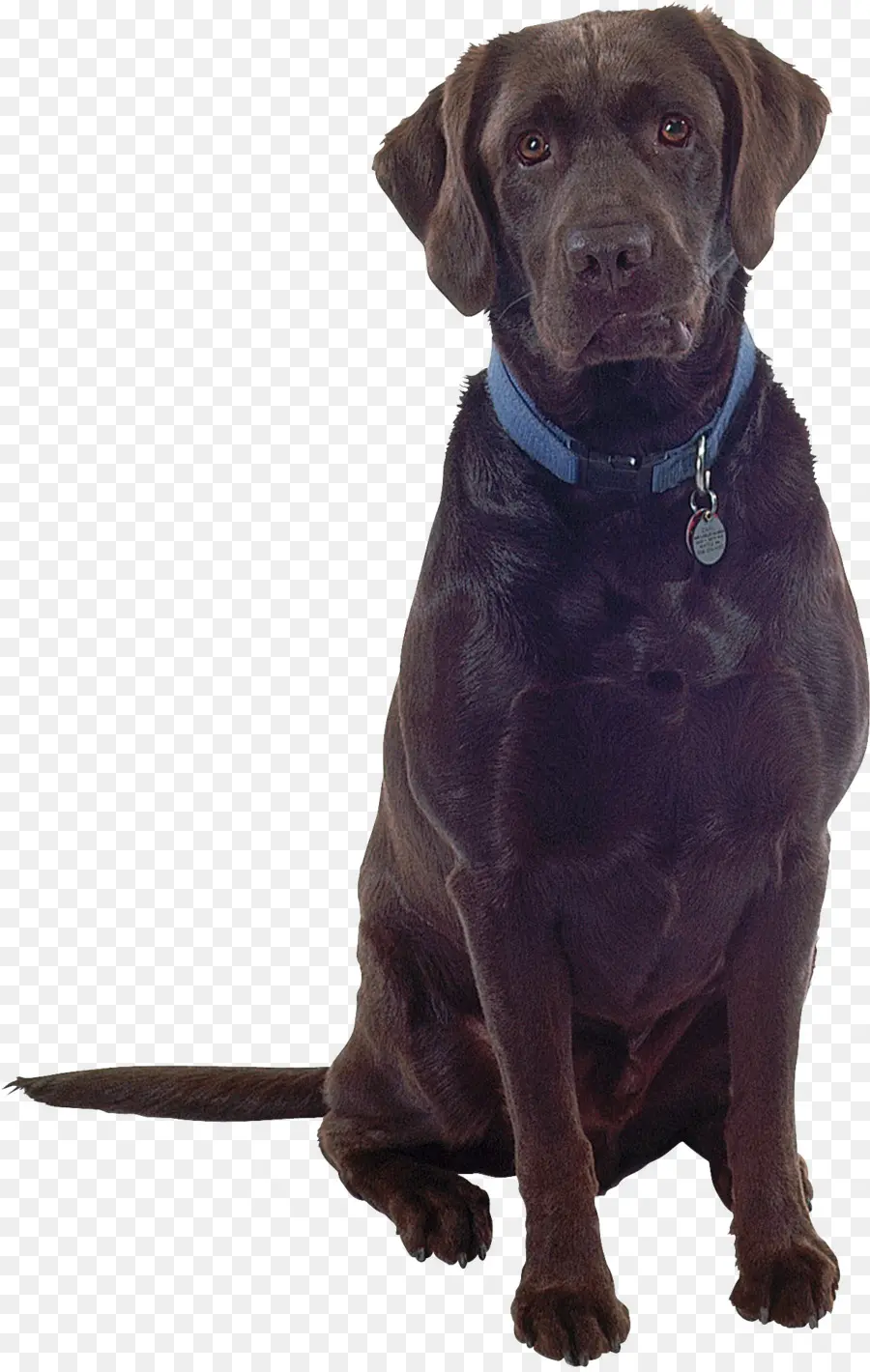 Chien，Animal De Compagnie PNG