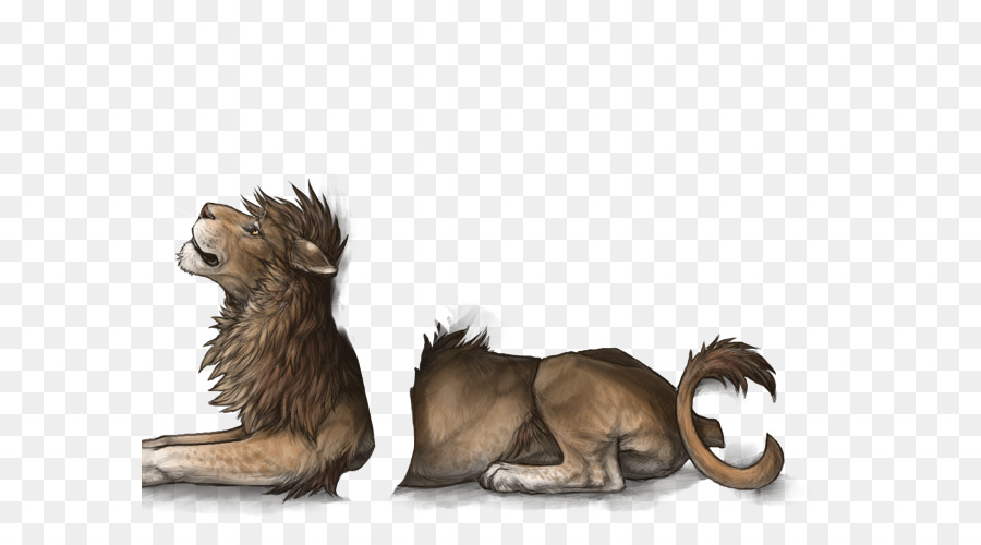 Lion，Chat PNG