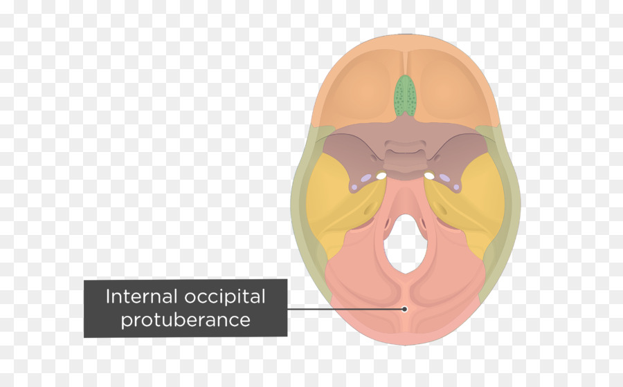 Os Occipital，Canal Hypoglosse PNG