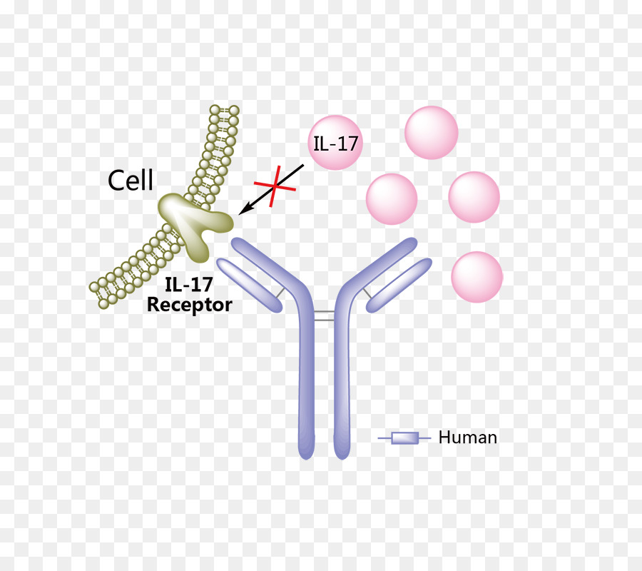 Récepteur Cellulaire，Anticorps PNG
