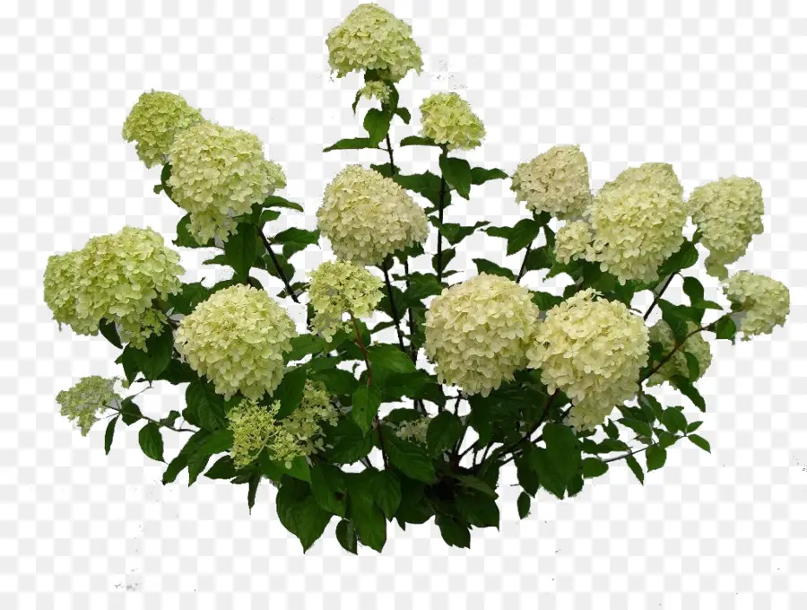 Hortensia，Fleurs PNG