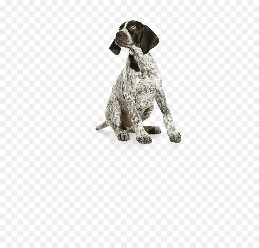 Les Braques Allemands Pointeur，Allemand Wirehaired Pointeur PNG