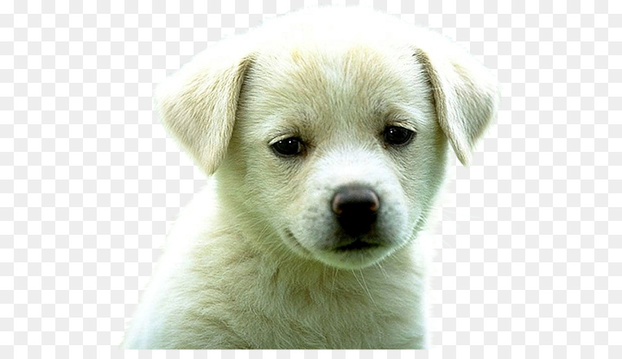 Chiot，Chien PNG