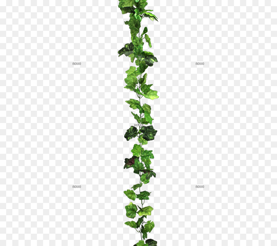 Tige De La Plante，Feuille PNG