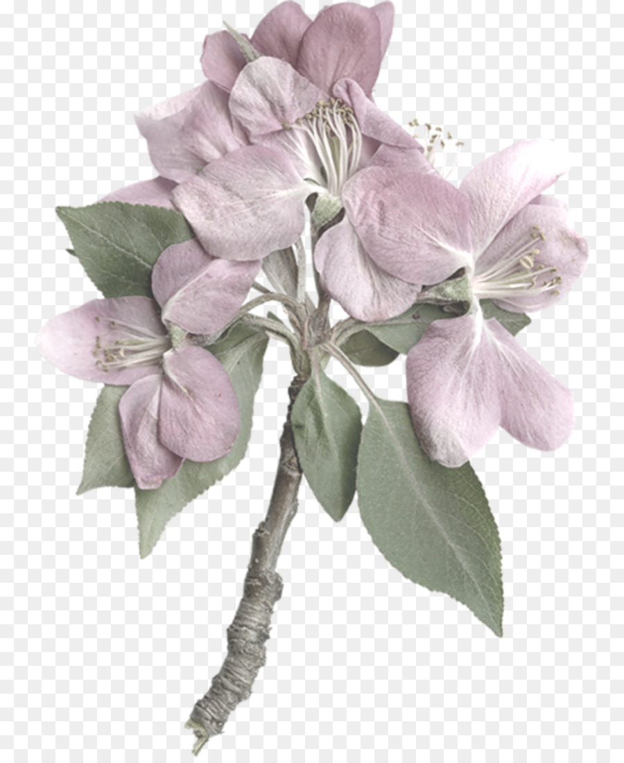 Couper Les Fleurs，Fleur PNG