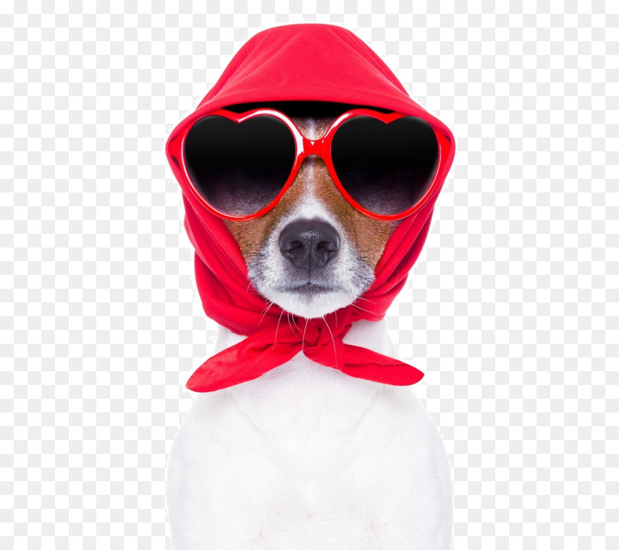 Chien，Animal De Compagnie PNG