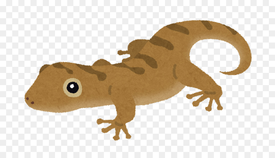 Lézard，Schlegel Japonais Gecko PNG