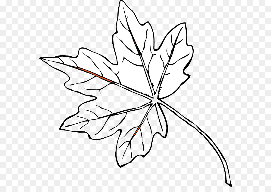 Contour De La Feuille，Dessin PNG