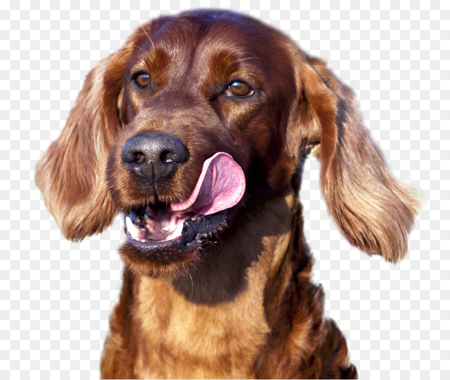 Chien，Animal De Compagnie PNG