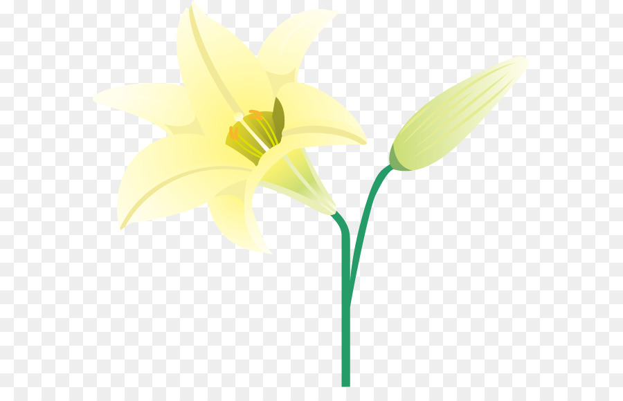 Narcisse，Les Fleurs Coupées PNG