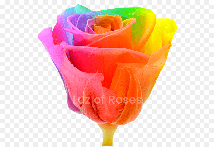 Les Roses De Jardin，Arc En Ciel Rose PNG