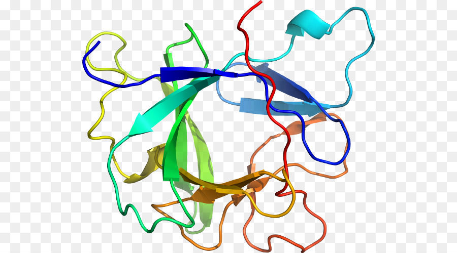 Structure Des Protéines，Biologie PNG