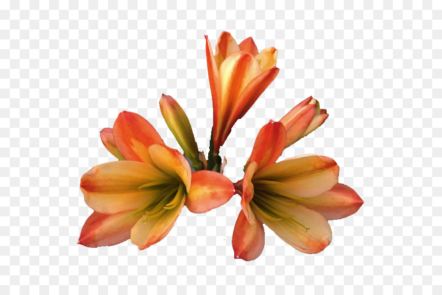 Les Fleurs Coupées，Pétale PNG