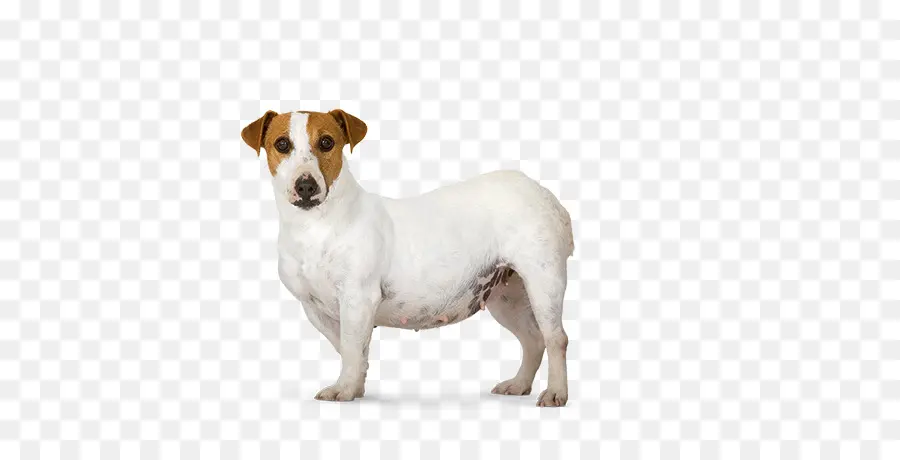 Terrier De Jack Russell，Pasteur Russell Terrier PNG