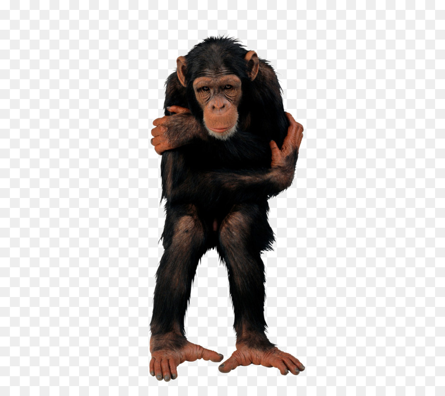 Chimpanzé，Singe PNG