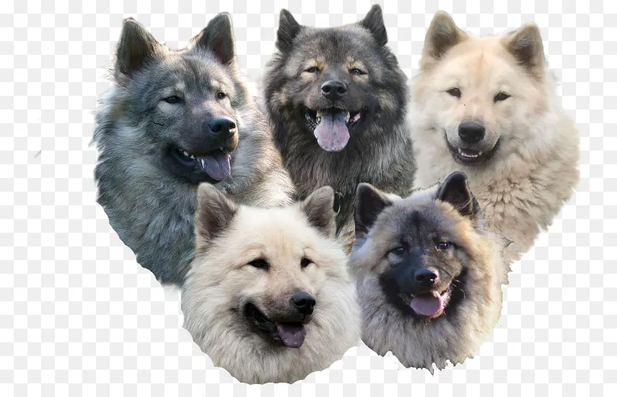 Chiens，Duveteux PNG