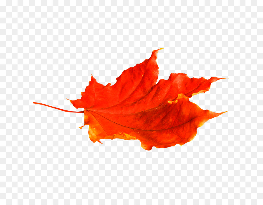 Feuilles D'automne，Automne PNG