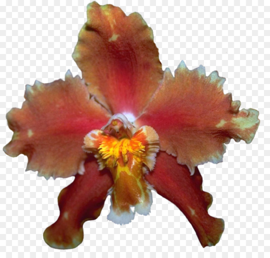 Des Orchidées Cattleya，Les Orchidées PNG