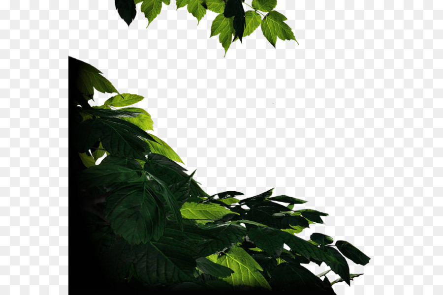 Herbe，Feuille PNG