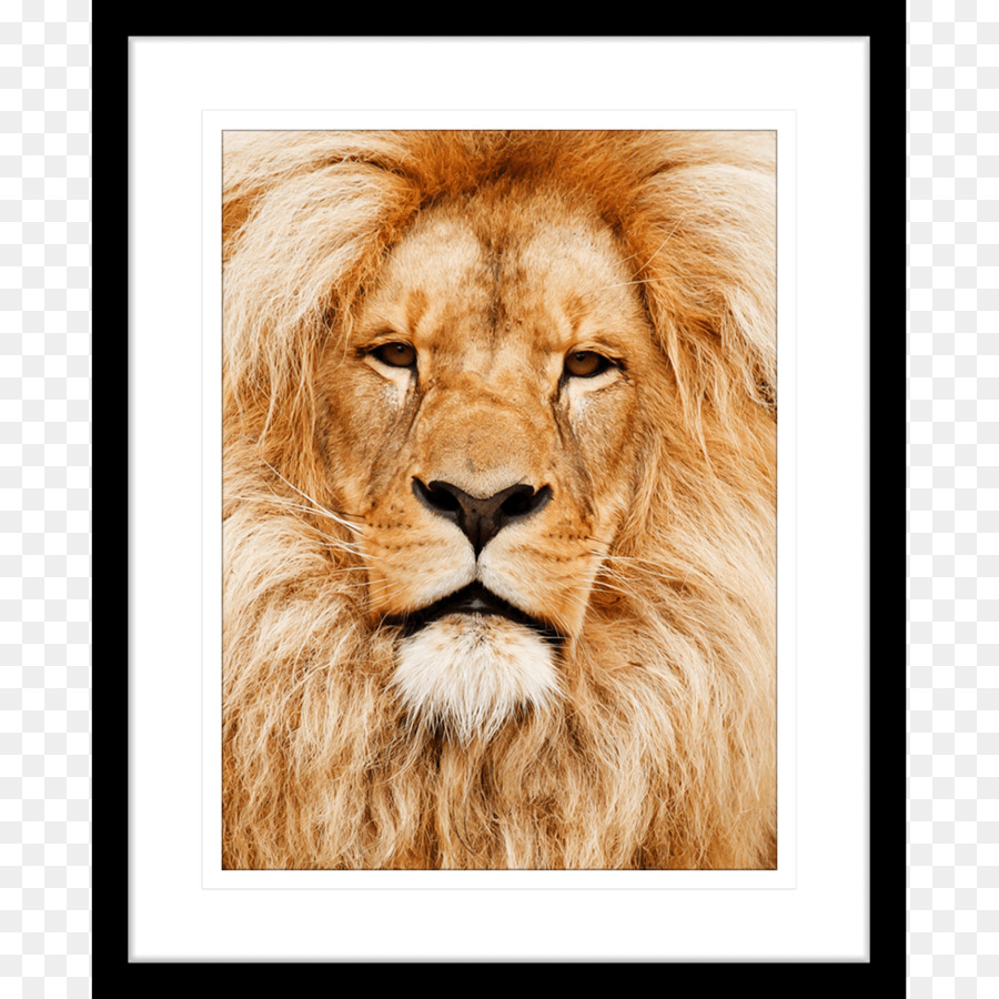 Chat，Lion D Afrique De L Est PNG