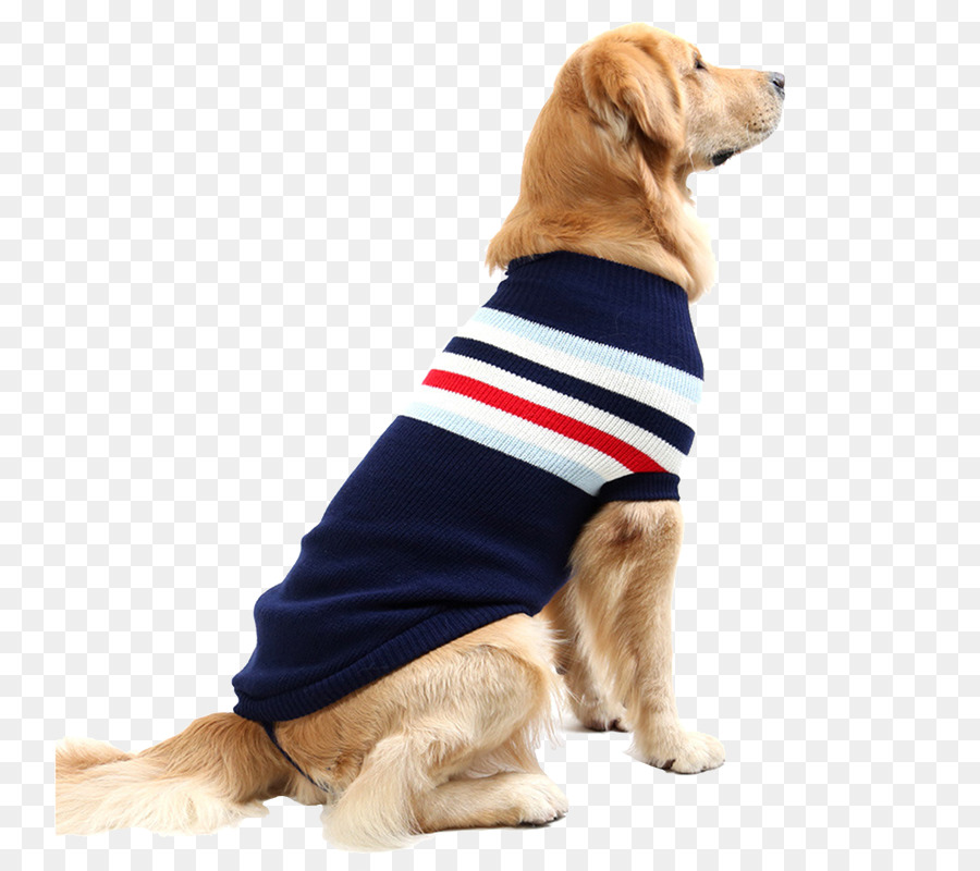 Chien En Pull，Animal De Compagnie PNG