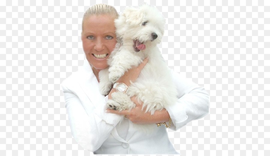 Maltais Chien Bichon Frise Chien Bichon Havanais Png Maltais Chien Bichon Frise Chien Bichon Havanais Transparentes Png Gratuit