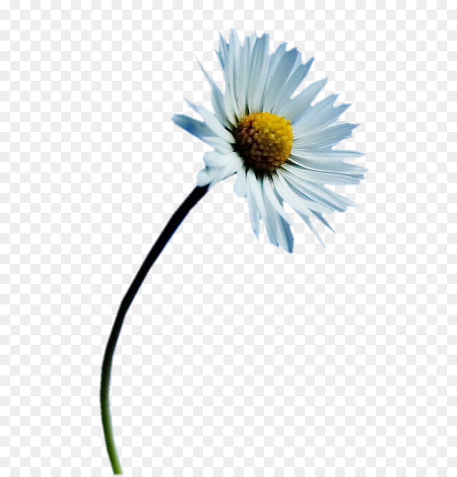 Fleur Blanche，Marguerite PNG