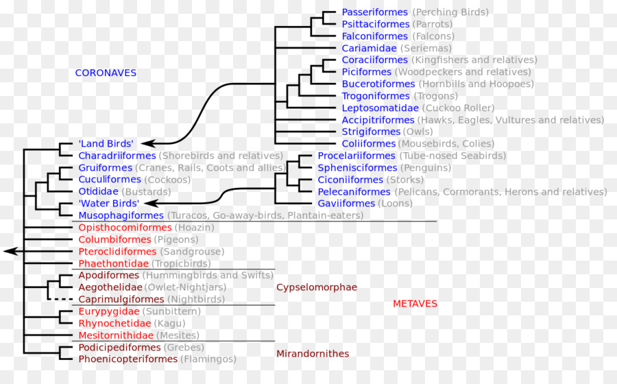 Arbre Phylogénétique，Évolution PNG