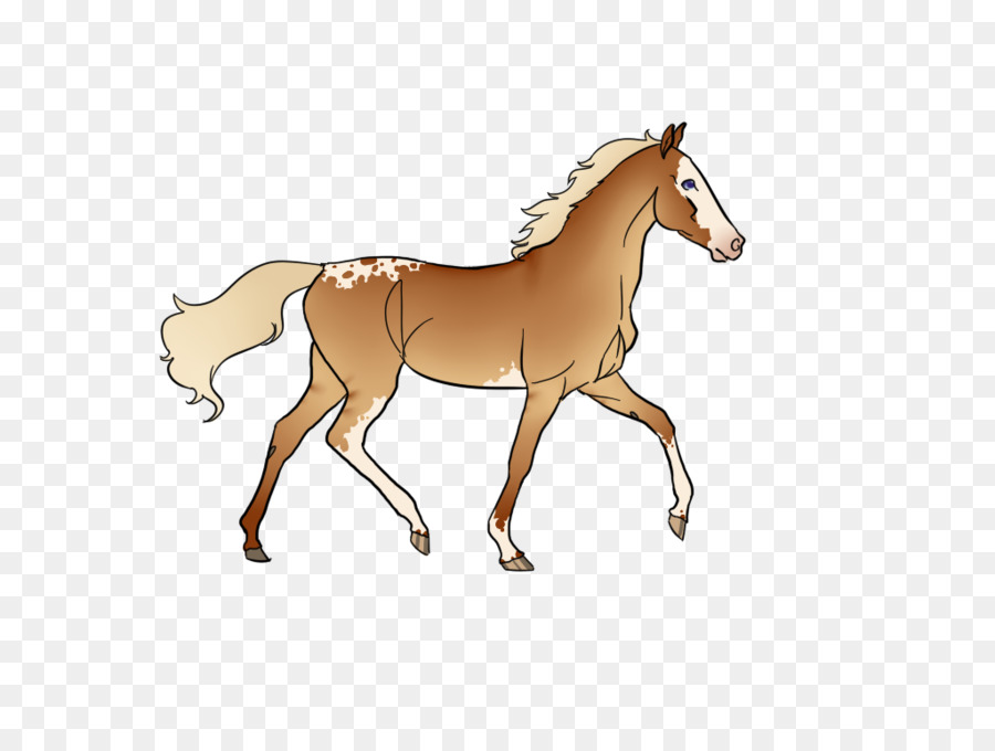 Chevaux，Poulain PNG