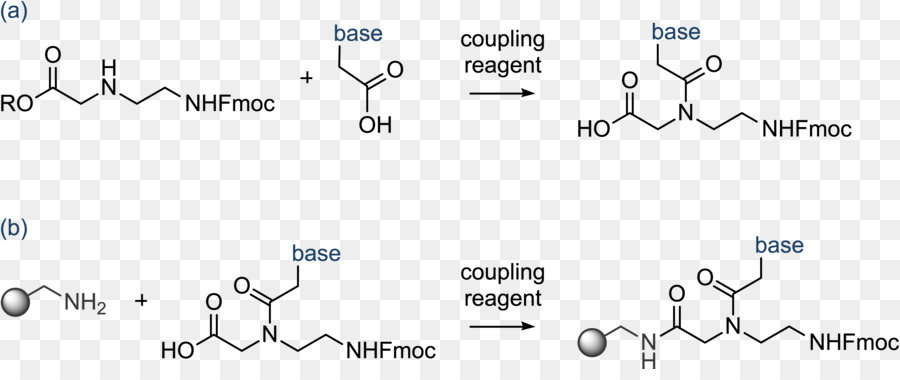 Acide Nucléique Peptidique，L Acide Nucléique PNG